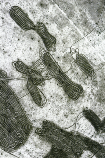 Georg Gerster, Doodling with a purpose, Iran, 1976
Inkjet printed with pigmented Epson Ultra Chrome K3, on Epson Exhibition Fiber Paper
150 x 100 cm
Edition of 8 + 2 AP