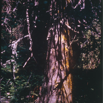 Romeo Vendrame, Arbor #14, 2014