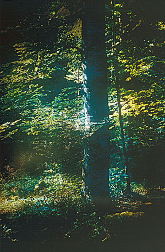 Romeo Vendrame, Arbor #15, 2014
From the series Arbor
Lambda Print, between acrylic glass
90 x 60 cm
Edition of 3