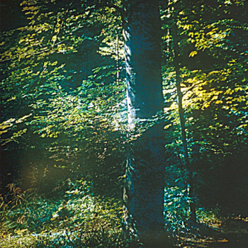 Romeo Vendrame, Arbor #15, 2014