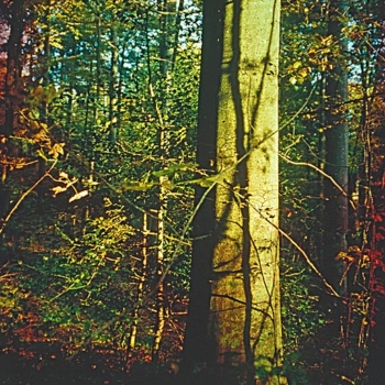 Romeo Vendrame, Arbor #16, 2014