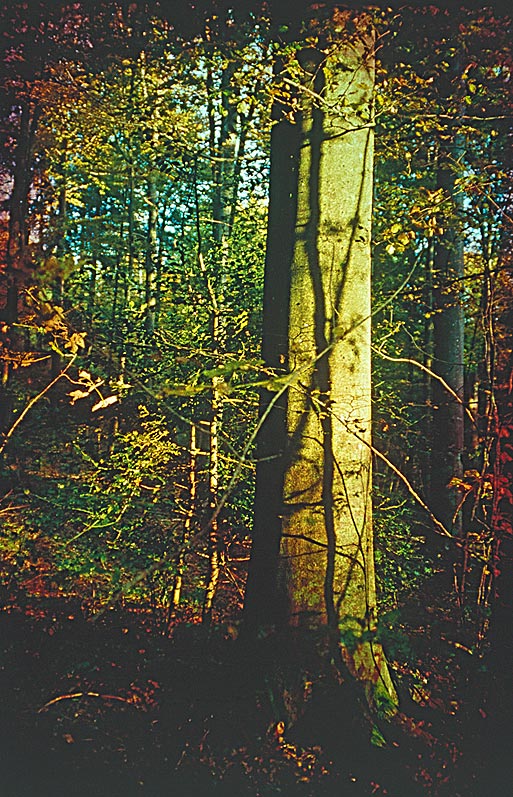 Romeo Vendrame, Arbor #16, 2014
From the series Arbor
Lambda Print, between acrylic glass
90 x 60 cm
Edition of 3