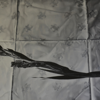Pascal Danz, Gladiole, 2014