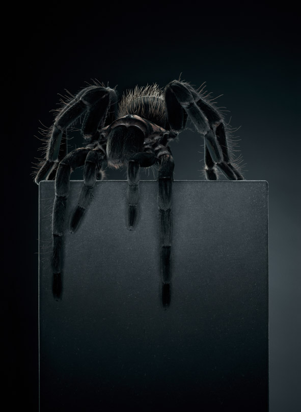 Peter Hebeisen, Tarantula, 2012
Pigment print on Archival paper
218 x 160 cm / Edition of 3 + 1 AP
112 x 153 cm / Edition of 5 + 1 AP