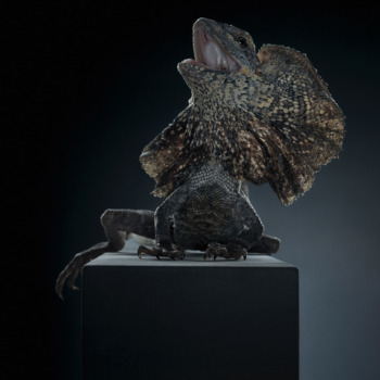 Peter Hebeisen, Dragon, 2012