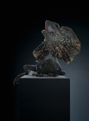 Peter Hebeisen, Dragon, 2012
Pigment print on Archival paper
218 x 160 cm / Edition of 3 + 1 AP
112 x 153 cm / Edition of 5 + 1 AP
