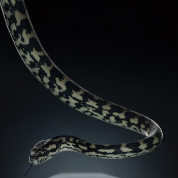 Peter Hebeisen, Snake, 2012