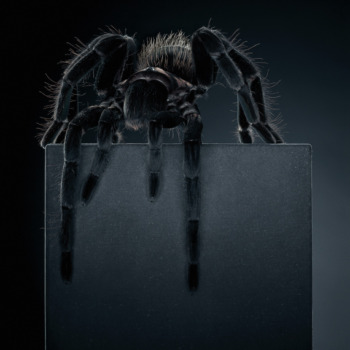 Peter Hebeisen, Tarantula, 2012
