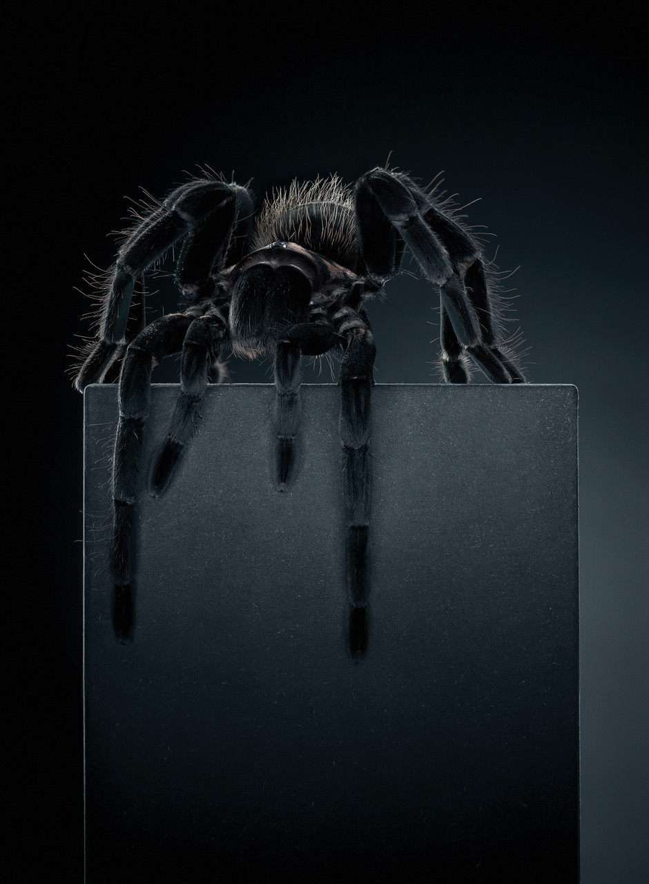 Peter Hebeisen, Tarantula, 2012
Pigment print on Archival paper
218 x 160 cm / Edition of 3 + 1 AP
112 x 153 cm / Edition of 5 + 1 AP
