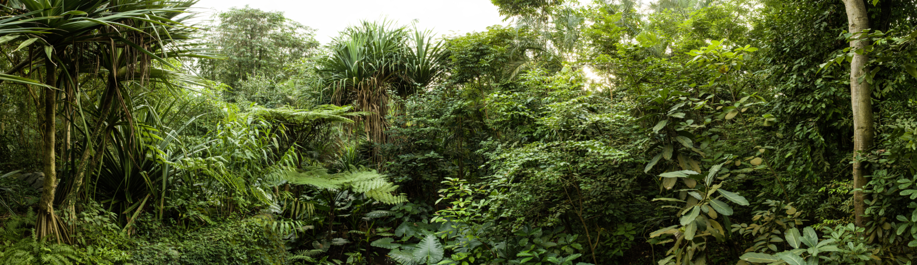 Peter Hebeisen, Some Kind of Nature III, 2015
Pigment print on Archival paper
110 x 380 cm