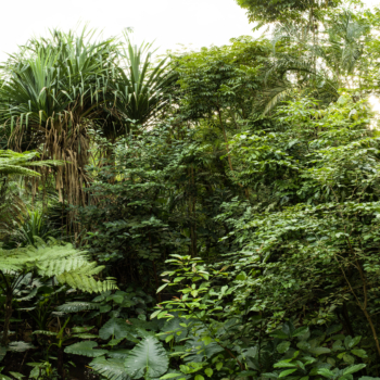 Peter Hebeisen, Some Kind of Nature III, 2015