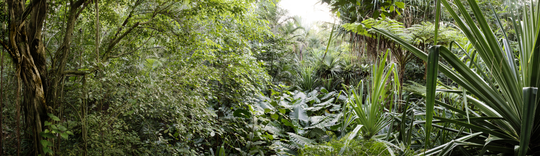 Peter Hebeisen, Some Kind of Nature II, 2015
Pigment print on Archival paper
110 x 380 cm