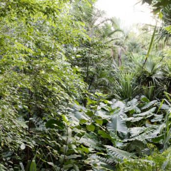 Peter Hebeisen, Some Kind of Nature II, 2015