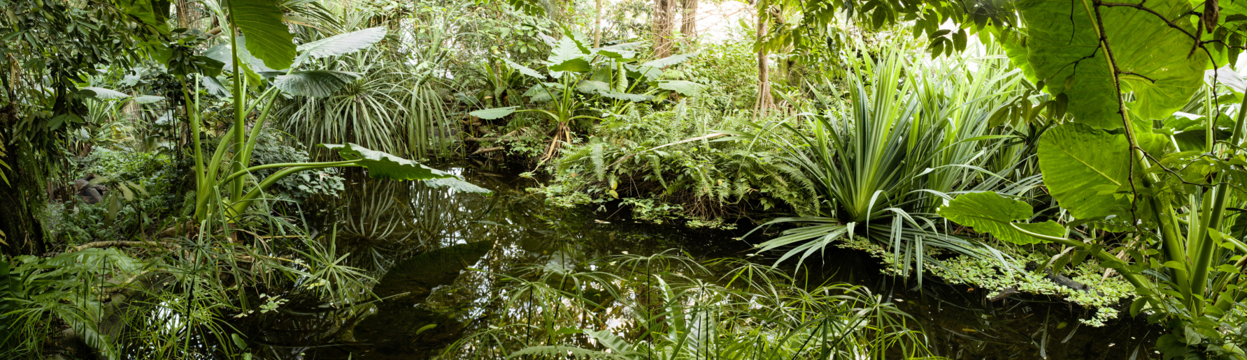 Peter Hebeisen, Some Kind of Nature I, 2015
Pigment print on Archival paper
110 x 380 cm