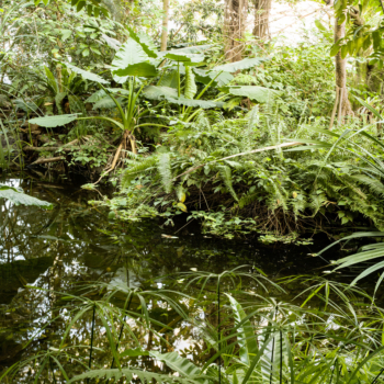 Peter Hebeisen, Some Kind of Nature I, 2015