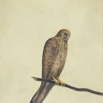 Angela Lyn, onlooker, 2019