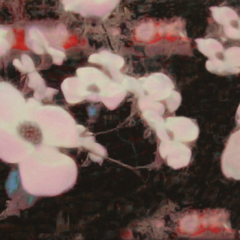 Annelies Štrba, NYIMA 279, 2008
