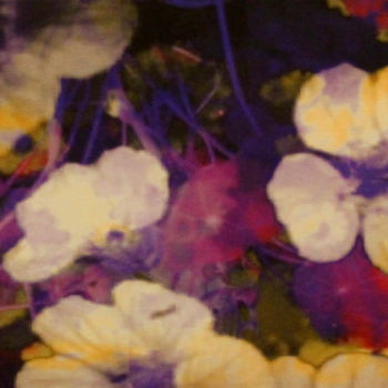 Annelies Štrba, NYIMA 432, 2009