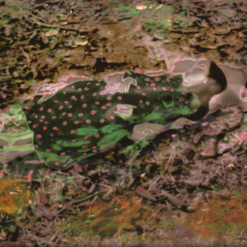 Annelies Štrba, NYIMA 569, 2012