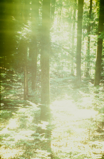 Romeo Vendrame, Arbor #11, 2013
From the series Arbor
Lambda Print, between acrylic glass
90 x 60 cm
Edition of 2