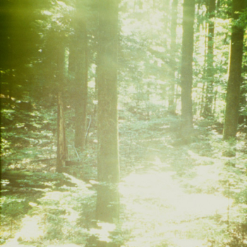 Romeo Vendrame, Arbor #11, 2013