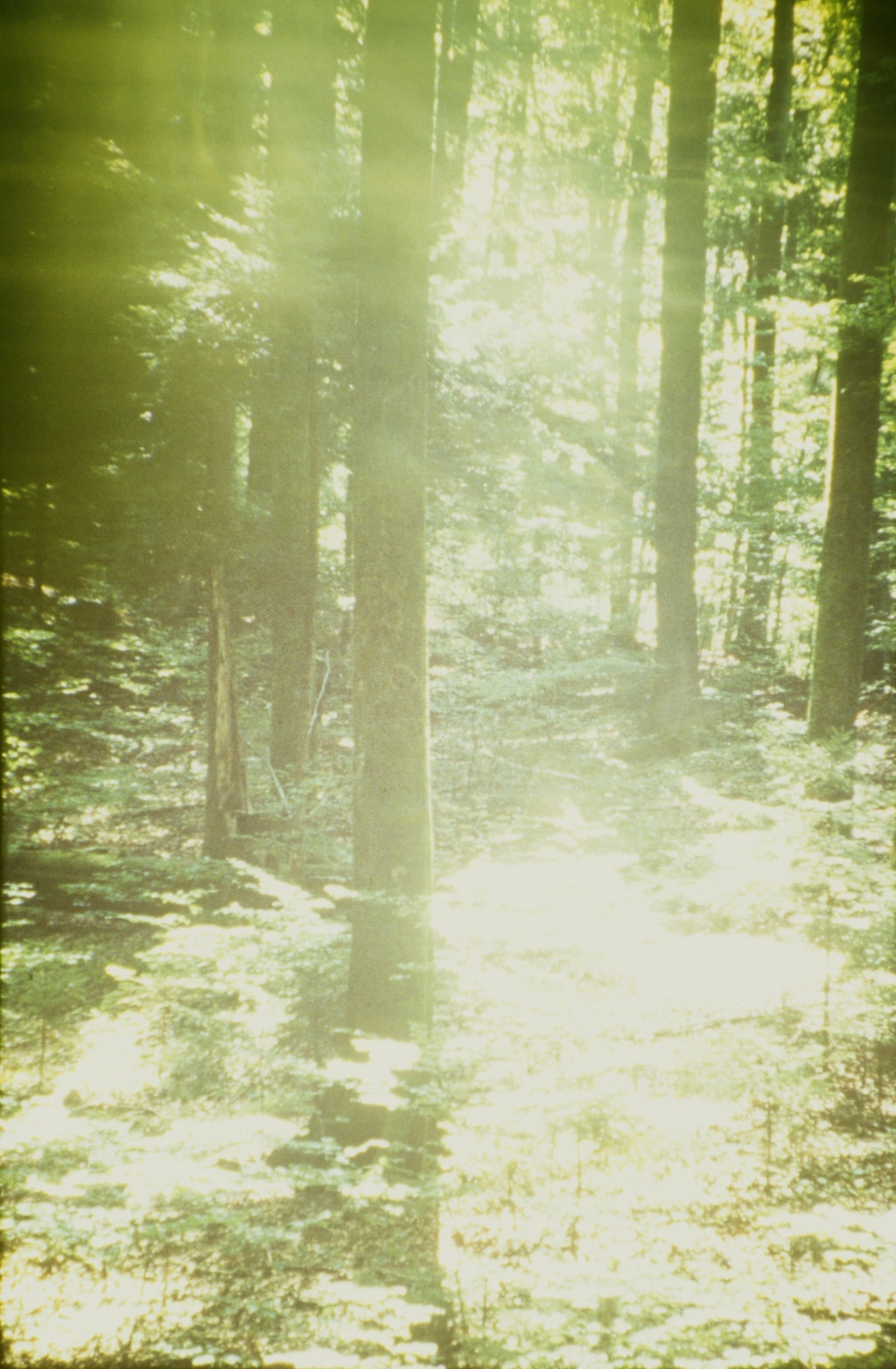 Romeo Vendrame, Arbor #11, 2013
