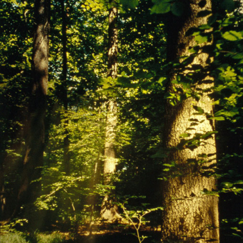 Romeo Vendrame, Arbor #8, 2012