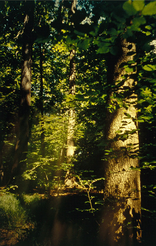 Romeo Vendrame, Arbor #8, 2012
From the series Arbor
Lambda Print, between acrylic glass
90 x 60 cm
Edition of 3