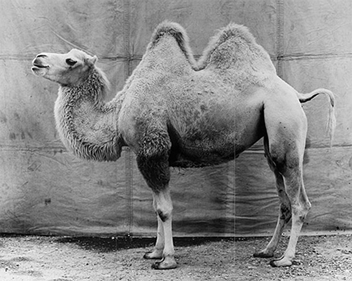 Balthasar Burkhard, Chameau, 1995
Gelatin silver print on baryt paper
100 x 120 cm