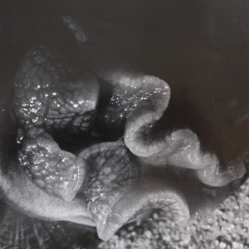 Balthasar Burkhard, Helix Aspersa, 1991