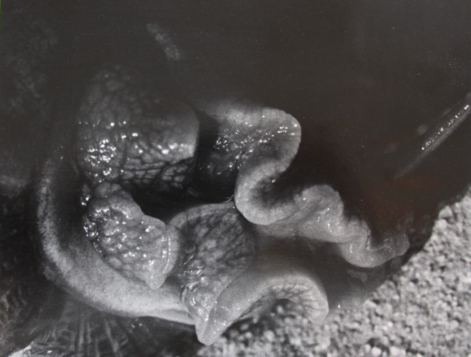 Balthasar Burkhard, Helix Aspersa, 1991
Gelatin silver print on baryt paper
26 x 30,5 cm