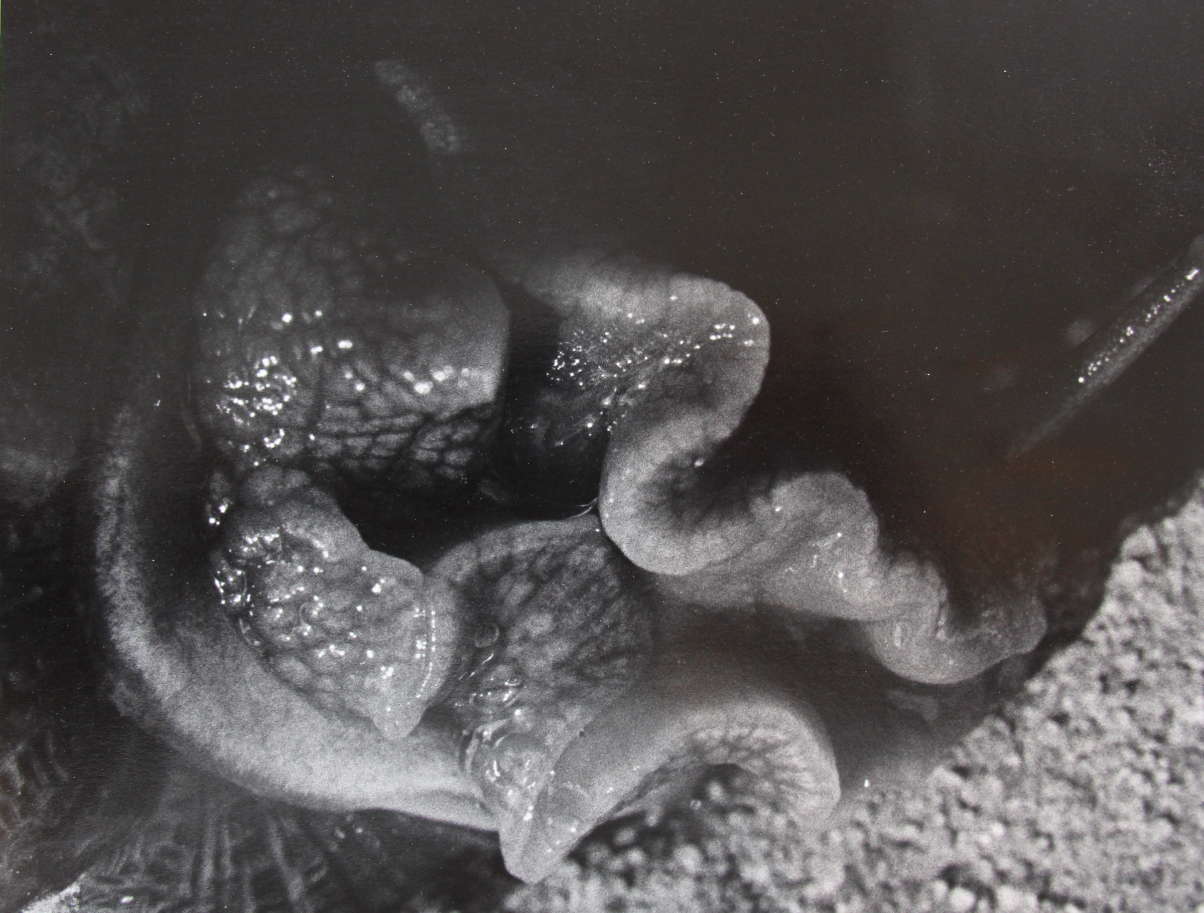 Balthasar Burkhard, Helix Aspersa, 1991
Gelatin silver print on baryt paper
26 x 30,5 cm
