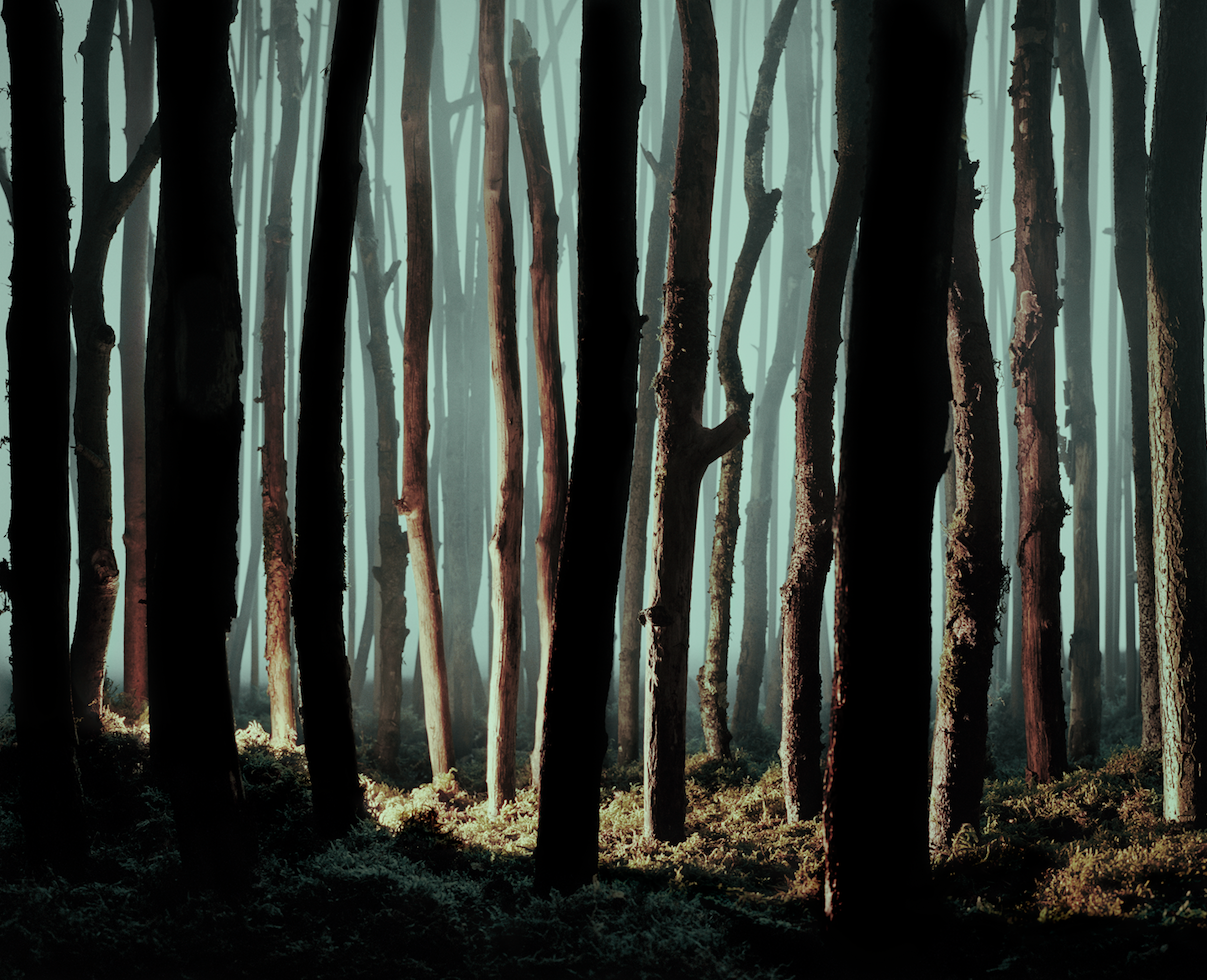 Sonja Braas, Forest, 2016
Pigment Print
144 x 176 cm
Edition of 8 + 2 AP 