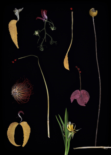 Luzia Simons, Blacklist 01, 2013
Scannogram
40 x 29 cm 
Edition of 6 + 1 AP