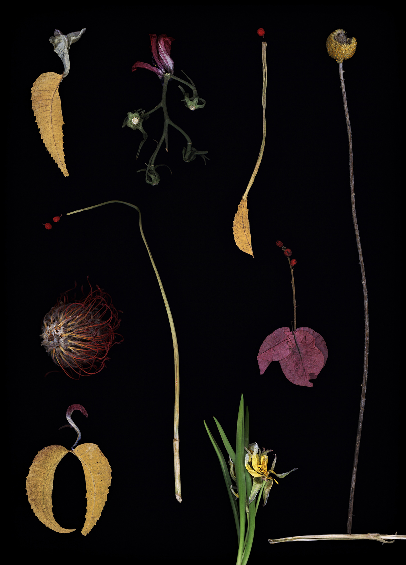 Luzia Simons, Blacklist 01, 2013
Scannogram
40 x 29 cm 
Edition of 6 + 1 AP