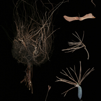 Luzia Simons, Blacklist 06, 2015