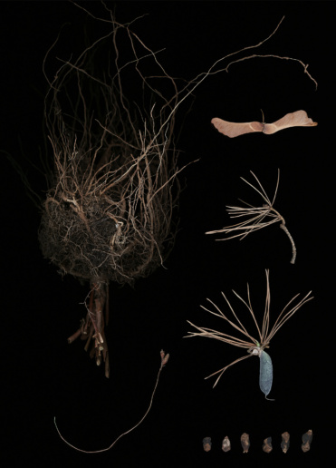 Luzia Simons, Blacklist 06, 2015
Scannogram
40 x 29 cm 
Edition of 6 + 1 AP