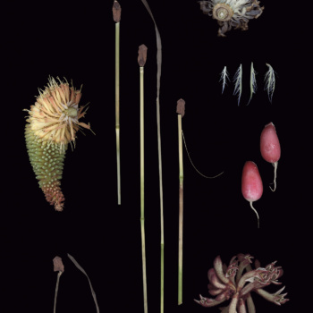 Luzia Simons, Blacklist 08, 2015