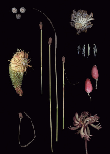Luzia Simons, Blacklist 08, 2015
Scannogram
40 x 29 cm 
Edition of 6 + 1 AP