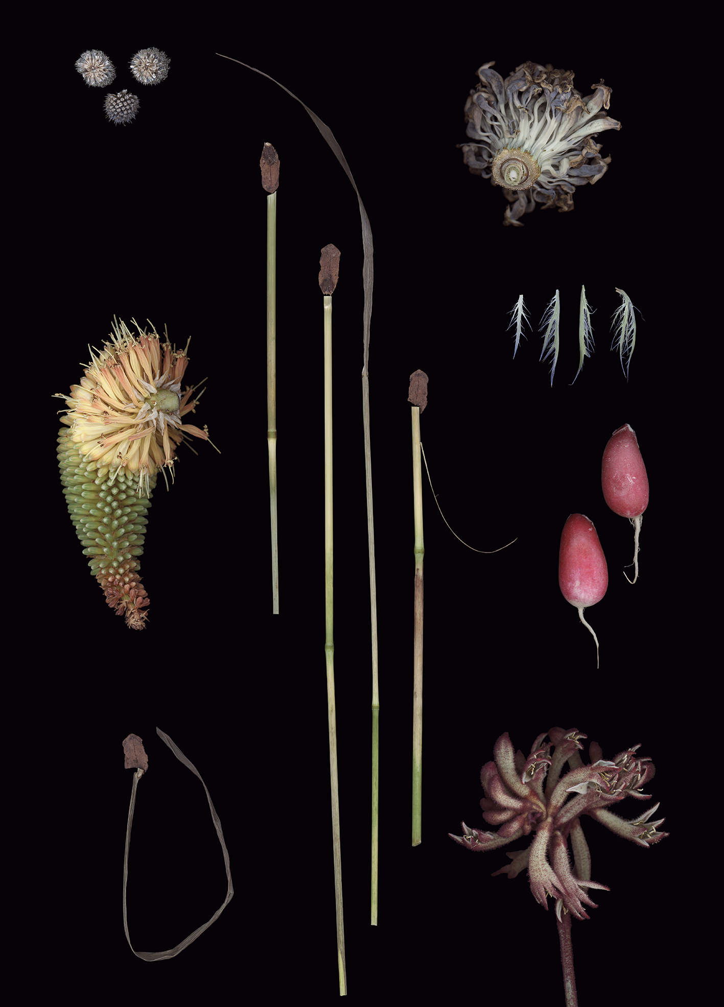 Luzia Simons, Blacklist 08, 2015
Scannogram
40 x 29 cm 
Edition of 6 + 1 AP