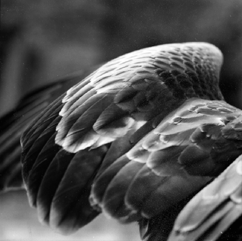 Balthasar Burkhard, Faucon 05,1993
