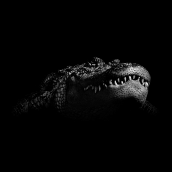 Peter Hebeisen, Crocodile, 2008