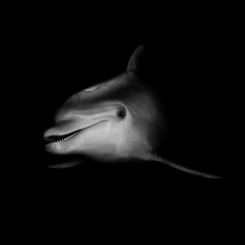 Peter Hebeisen, Dolphin, 2008
