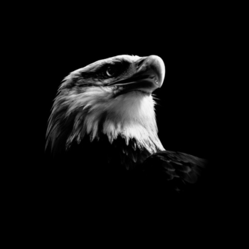 Peter Hebeisen, Eagle, 2008