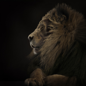 Peter Hebeisen, Lion, 2008