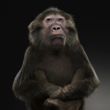 Peter Hebeisen, Monkey II, 2008