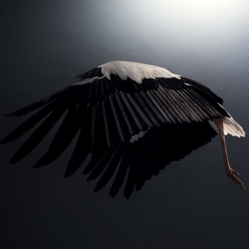 Peter Hebeisen, Stork, 2008