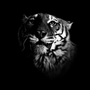 Peter Hebeisen, Tiger, 2008