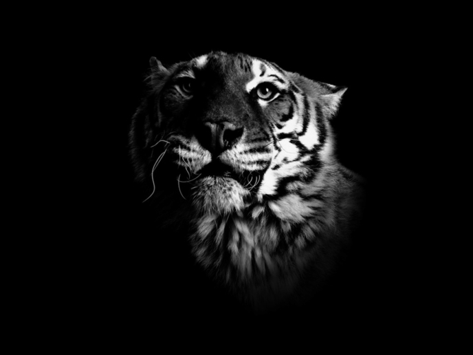 Peter Hebeisen, Tiger, 2008
Pigment Print on Archival paper
112 x 143 cm 
Edition of 7 + 2 AP
