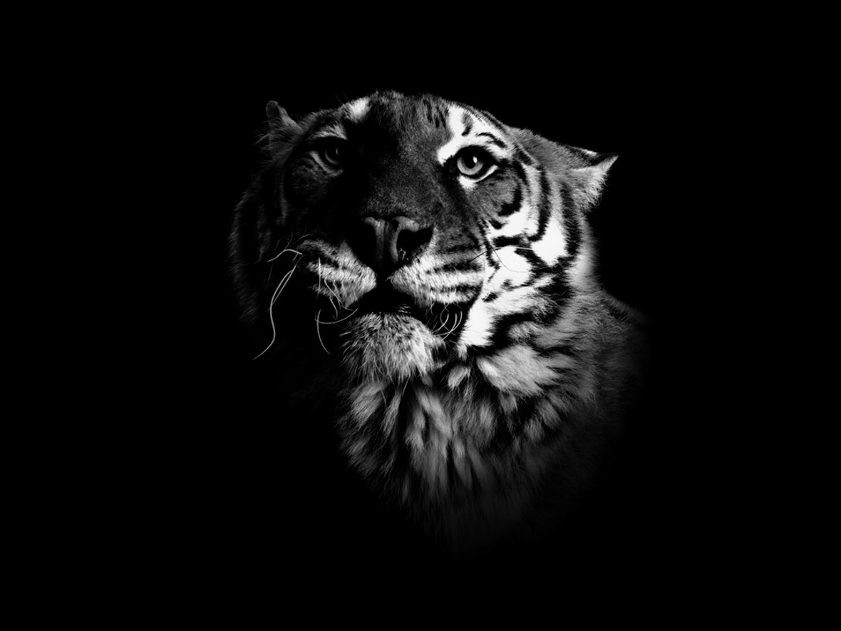 Peter Hebeisen, Tiger, 2008
Pigment Print on Archival paper
112 x 143 cm 
Edition of 7 + 2 AP
